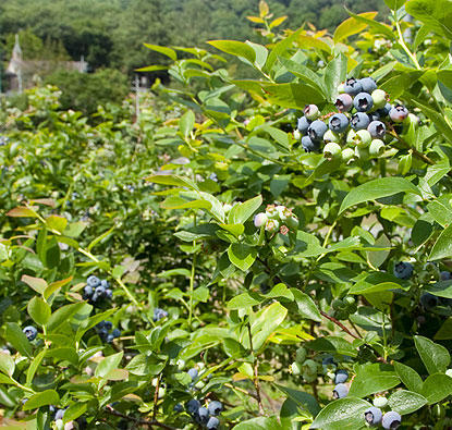 Welcome to Blueberry Farm